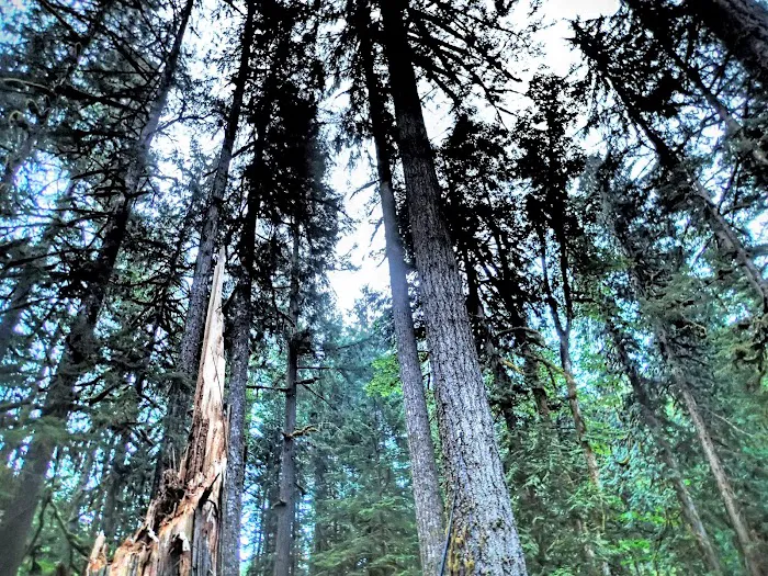 Roaring River Campground 9