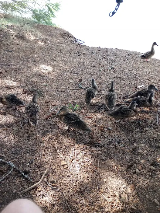 Pine Point Group Campground 6