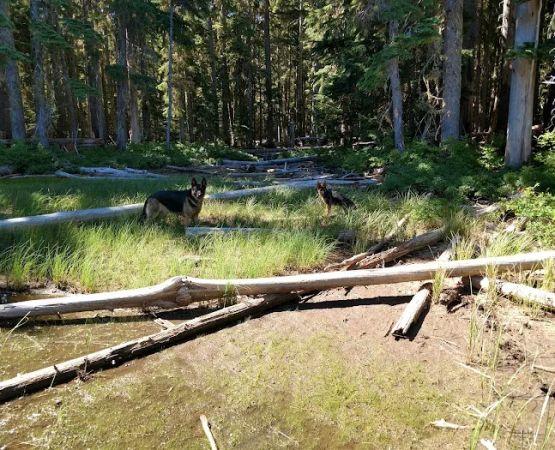 Summit Lake Campground