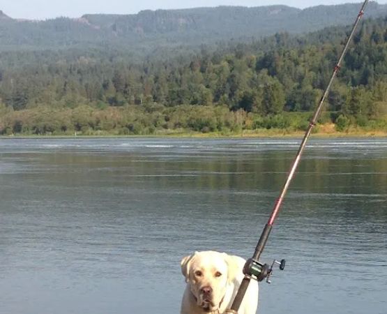 Fishery Inc
