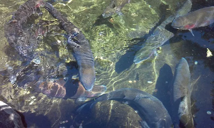 Fishery Inc 7