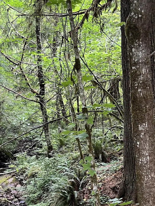 Doug Fir Glen 0