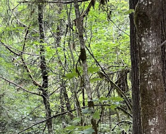 Doug Fir Glen