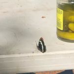 Moss Creek Campground