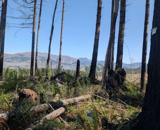 Santiam horse camp