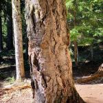 Lower Twin Campground