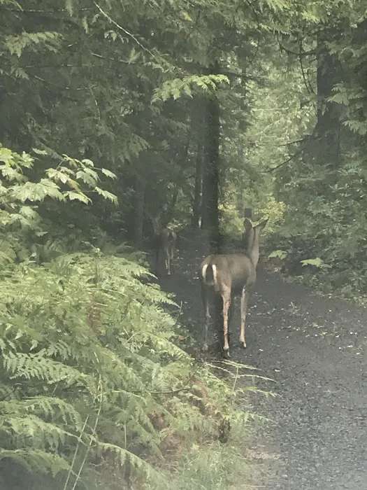 McNeil Campground 6