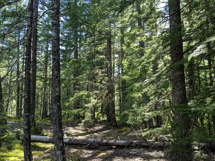 McNeil Campground 7