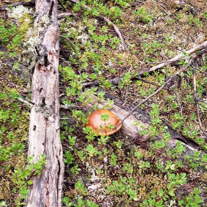 McNeil Campground 8
