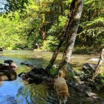 Ripplebrook Campground