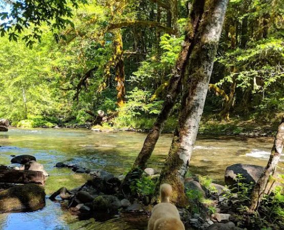 Ripplebrook Campground