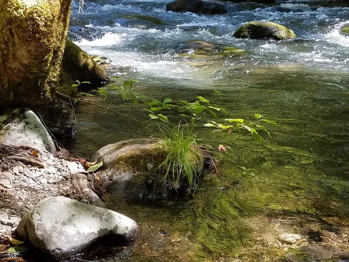 Ripplebrook Campground 7