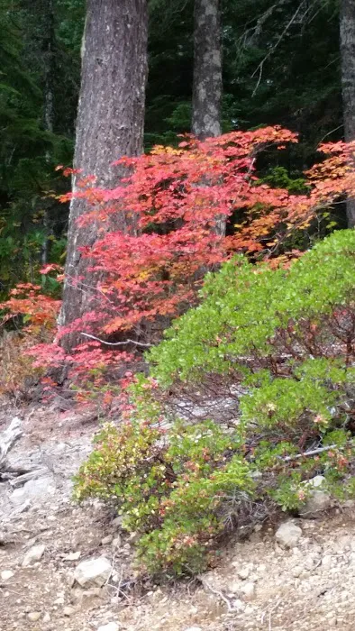 Alder Flat Trailhead 5