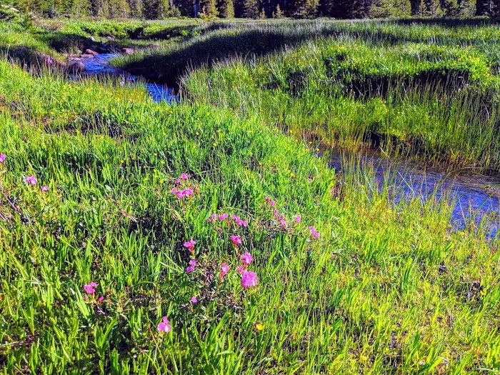 Bonney Meadow Campground 8