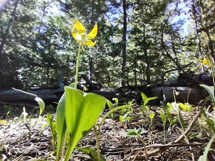 Fifteen Mile Campground 8