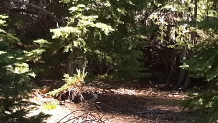 Lost Lake Campground F Loop First Come First Serve Sites 3