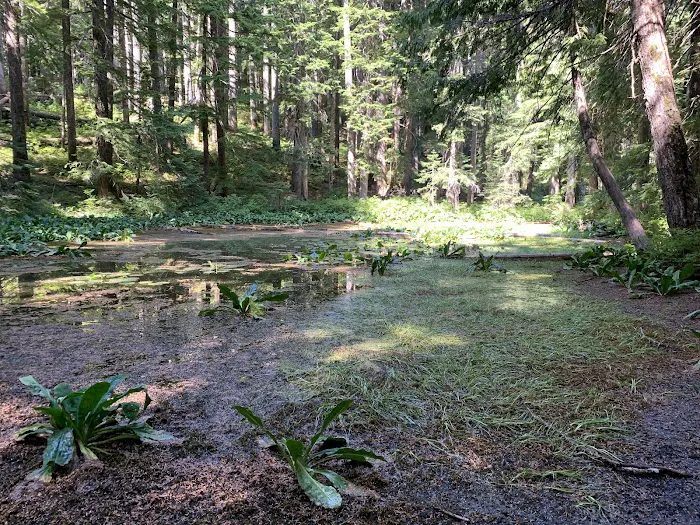Lost Lake Organisation Camp 5
