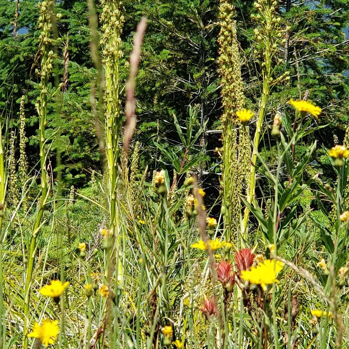 Fourth of July Campground 8