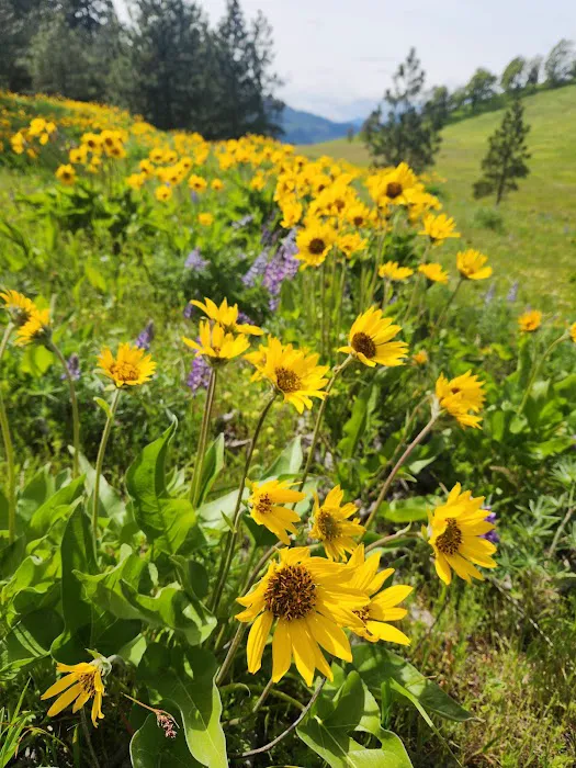 Memaloose State Park Campground 3