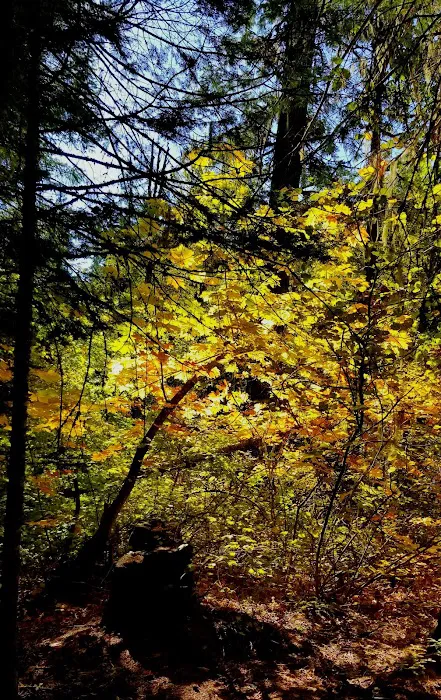 Trout Lake Creek Campground 1