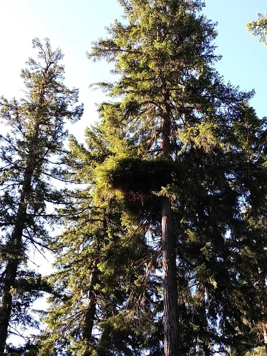 Trout Lake Creek Campground 0