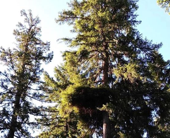 Trout Lake Creek Campground