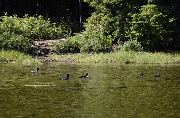 Campground: Forlorn Lakes 5