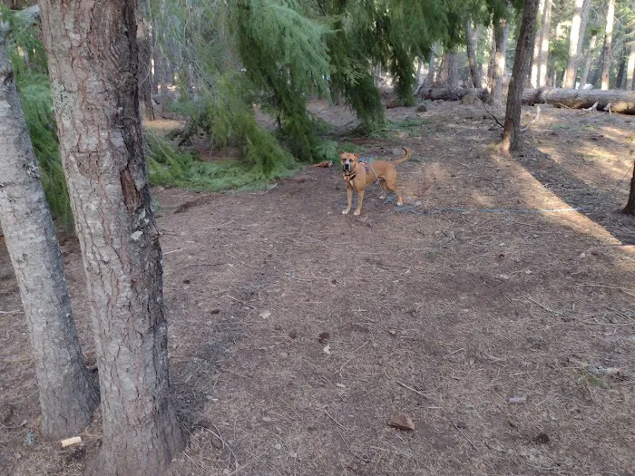 Bird Creek Campground 7