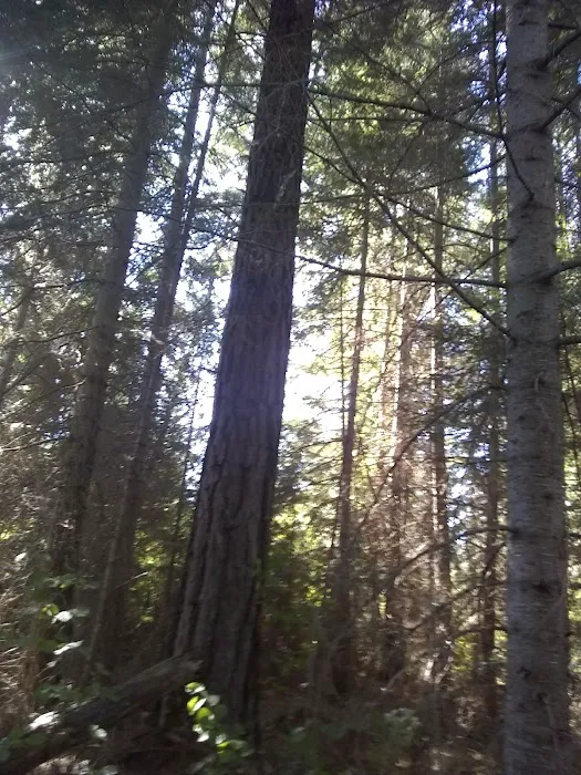 Blue Jay Campground 1