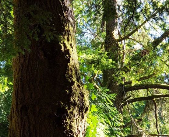 Tahkenitch Campground