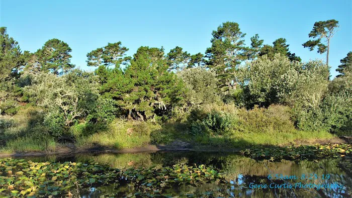 Bluebill Campground 9