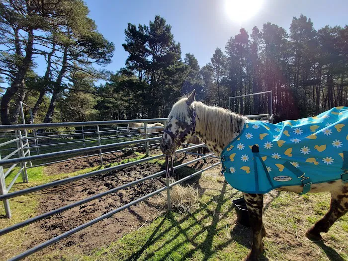 Wild Mare Horse Camp 0