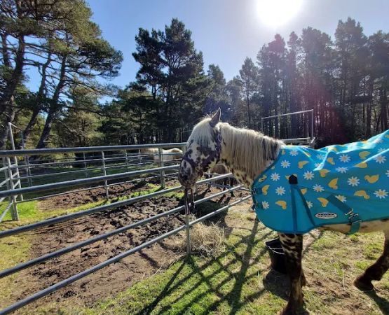 Wild Mare Horse Camp