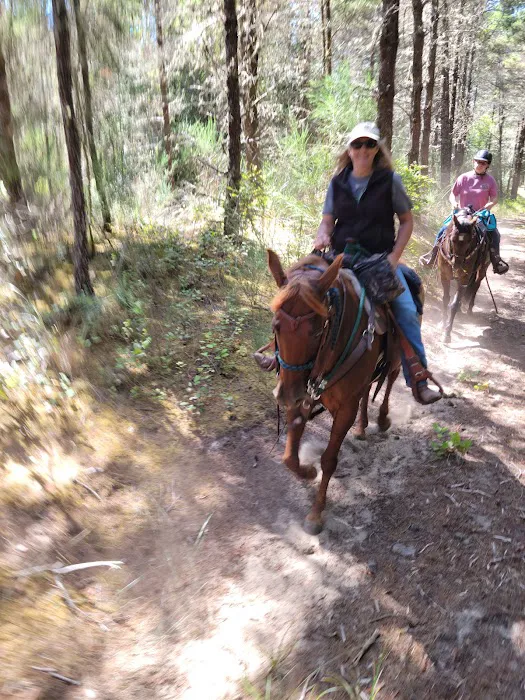 Wild Mare Horse Camp 4