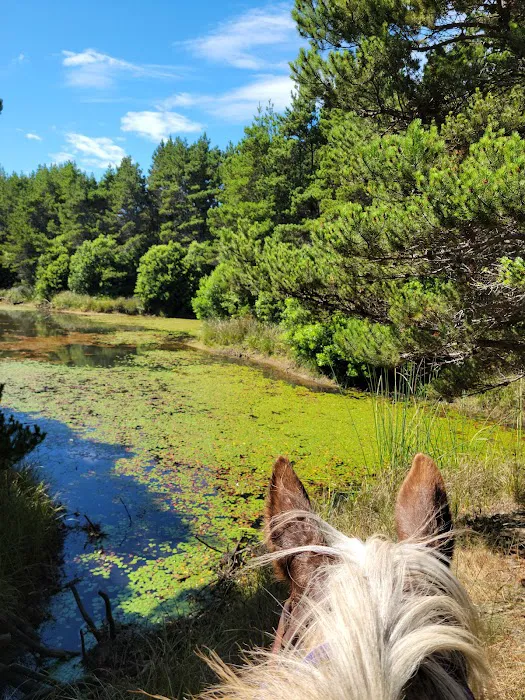 Wild Mare Horse Camp 1
