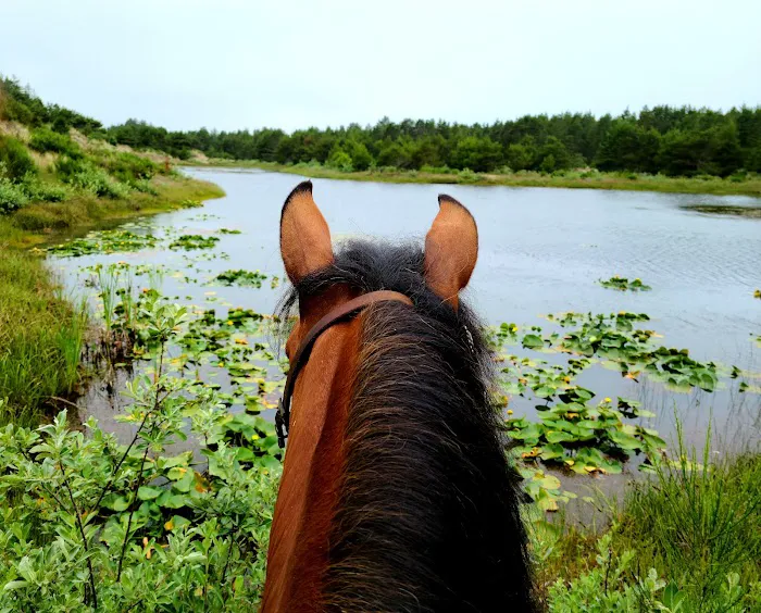 Wild Mare Horse Camp 5