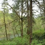 Vincent Creek Campground