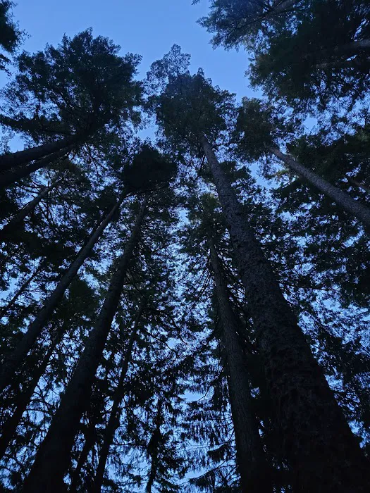 Jessie M. Honeyman Memorial State Park Campground 8