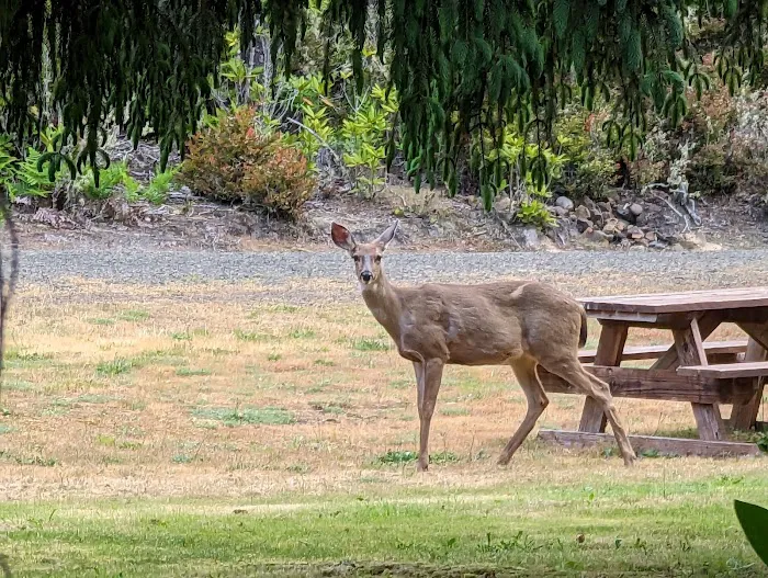 Florence, OR Elks RV Park 0