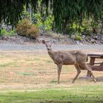 Florence, OR Elks RV Park