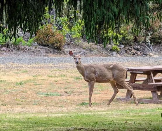 Florence, OR Elks RV Park