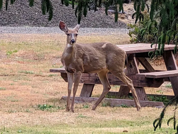 Florence, OR Elks RV Park 4