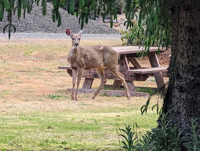 Florence, OR Elks RV Park 2