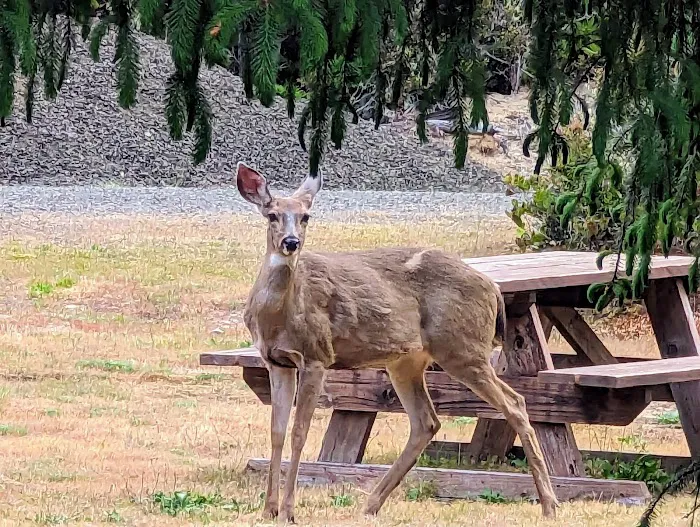 Florence, OR Elks RV Park 1