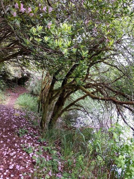 Alder Dune 2