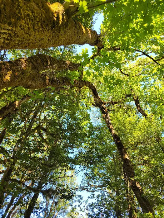 Eagleview Group Campground 7