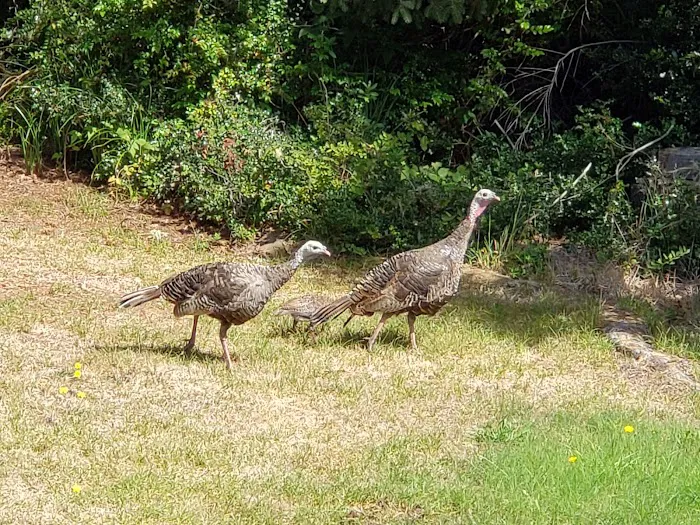 Bullards Beach State Park Campground 6