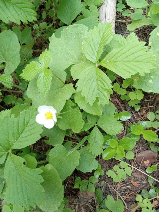 Alder Thicket Campground 2