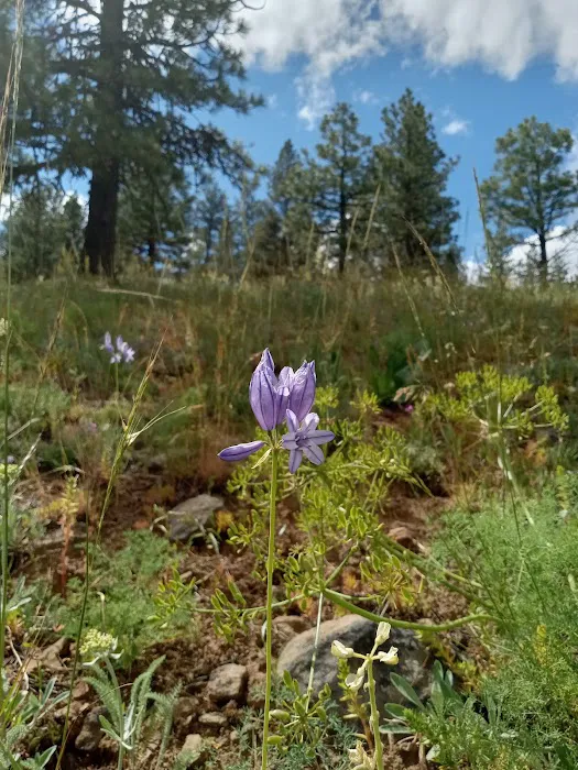 Alder Thicket Campground 0