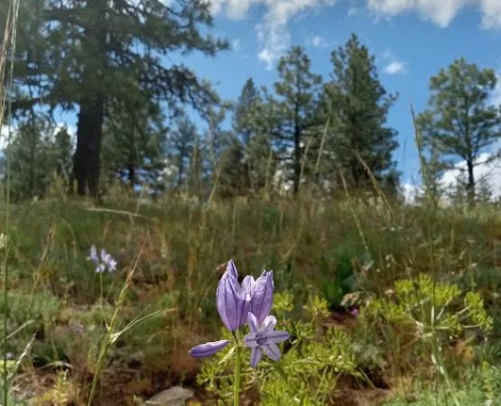 Alder Thicket Campground